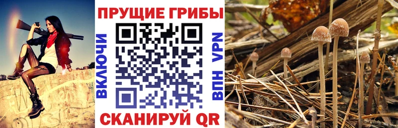 Галлюциногенные грибы Cubensis Коломна